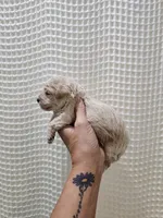 MaltipooBoy, a male Maltipoo for sale in Greenville, SC – 6 of 8