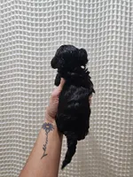 Yorkipoo Boy 1, a male Yorkshire Terrier and Poodle - Toy  for sale in Greenville, SC – 7 of 7