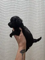 Yorkipoo Boy 2, a male Yorkshire Terrier and Poodle - Toy  for sale in Greenville, SC – 5 of 7