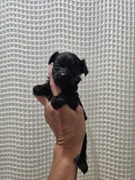 Yorkipoo Boy 2, a male Yorkshire Terrier and Poodle - Toy  for sale in Greenville, SC – 7 of 7