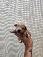 MaltipooGirl, a female Maltipoo for sale in Greenville, SC – 8 of 8