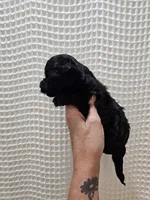 Yorkipoo Girl, a female Yorkshire Terrier and Poodle - Toy  for sale in Greenville, SC – 5 of 7
