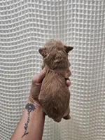 MaltipooGirl, a female Maltipoo for sale in Greenville, SC – 5 of 8