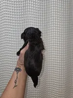 Dark Chocolate Maltipoo Boy 1, a male Maltipoo for sale in Greenville, SC – 7 of 8