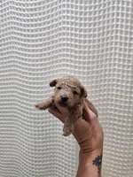 MaltipooGirl, a female Maltipoo for sale in Greenville, SC – 6 of 8