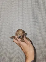 Red Maltipoo Girl 2, a female Maltipoo for sale in Greenville, SC – 7 of 8