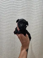 Yorkipoo Boy 1, a male Yorkshire Terrier and Poodle - Toy  for sale in Greenville, SC – 1 of 7