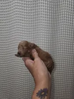 Red Maltipoo Girl 2, a female Maltipoo for sale in Greenville, SC – 6 of 8