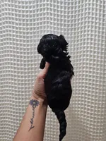 Yorkipoo Boy 1, a male Yorkshire Terrier and Poodle - Toy  for sale in Greenville, SC – 6 of 7