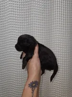 Dark Chocolate Maltipoo Boy 1, a male Maltipoo for sale in Greenville, SC – 5 of 8
