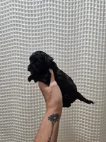 Yorkipoo Boy 1, a male Yorkshire Terrier and Poodle - Toy  for sale in Greenville, SC – 5 of 7