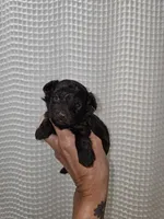 Dark Chocolate Maltipoo Boy 2, a male Maltipoo for sale in Greenville, SC – 4 of 8