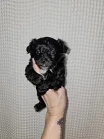 Yorkie Boy Black/White, a male Yorkshire Terrier for sale in Greenville, SC – Photo 1 of 7
