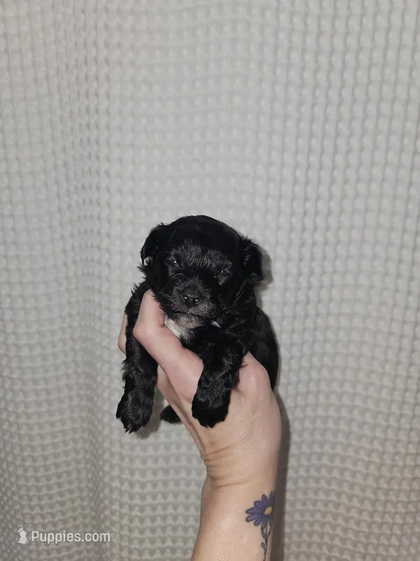 Yorkie Boy Black/White – Yorkshire Terrier puppy for sale in Greenville, SC