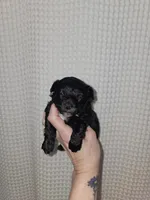 Yorkie Boy Black/White, a male Yorkshire Terrier for sale in Greenville, SC – Photo 1 of 8