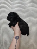 Yorkie Boy Black/White, a male Yorkshire Terrier for sale in Greenville, SC – Photo 2 of 7