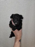 Yorkie Boy Black/White, a male Yorkshire Terrier for sale in Greenville, SC – Photo 4 of 7