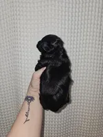 Yorkie Boy Black/White, a male Yorkshire Terrier for sale in Greenville, SC – Photo 2 of 8