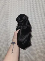 Yorkie Boy Black/White, a male Yorkshire Terrier for sale in Greenville, SC – Photo 5 of 8