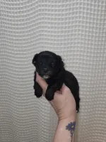 Yorkie Boy Black/White, a male Yorkshire Terrier for sale in Greenville, SC – Photo 7 of 8