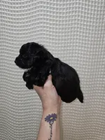 Yorkie Boy Black/White, a male Yorkshire Terrier for sale in Greenville, SC – Photo 6 of 7