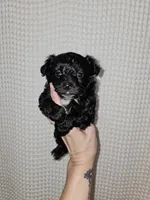 Yorkie Boy Black/White, a male Yorkshire Terrier for sale in Greenville, SC – Photo 5 of 7