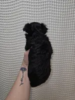 Yorkie Boy Black/White, a male Yorkshire Terrier for sale in Greenville, SC – Photo 7 of 7