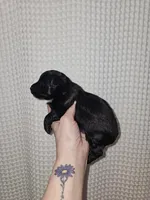 Yorkie Boy Black/White, a male Yorkshire Terrier for sale in Greenville, SC – Photo 6 of 8