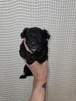 Yorkie Boy Black/White, a male Yorkshire Terrier for sale in Greenville, SC – Photo 3 of 7