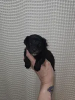 Yorkie Boy Black/White, a male Yorkshire Terrier for sale in Greenville, SC – Photo 4 of 8