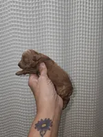 Red Maltipoo Girl 2, a female Maltipoo for sale in Greenville, SC – 5 of 8