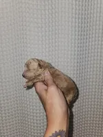 Dark Apricot Maltipoo Girl , a female Maltipoo for sale in Greenville, SC – 2 of 8