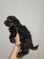 Dark Chocolate Maltipoo Boy 1, a male Maltipoo for sale in Greenville, SC – 7 of 8