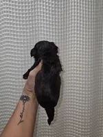 Dark Chocolate Maltipoo Boy 1, a male Maltipoo for sale in Greenville, SC – 3 of 8