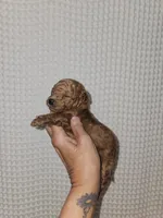 Red Maltipoo Girl , a female Maltipoo for sale in Greenville, SC – 4 of 8