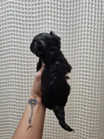 Yorkipoo Boy 2, a male Yorkshire Terrier and Poodle - Toy  for sale in Greenville, SC – 6 of 7