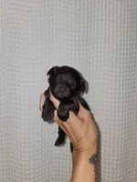 Dark Chocolate Maltipoo Boy 1, a male Maltipoo for sale in Greenville, SC – 4 of 8