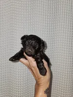 Dark Chocolate Maltipoo Boy 2, a male Maltipoo for sale in Greenville, SC – 1 of 8