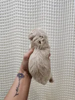 MaltipooBoy, a male Maltipoo for sale in Greenville, SC – 3 of 8