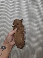 Red Maltipoo Girl 1, a female Maltipoo for sale in Greenville, SC – 3 of 8
