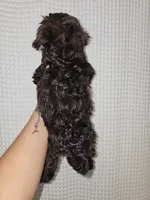 Dark Chocolate Maltipoo Boy 2, a male Maltipoo for sale in Greenville, SC – 2 of 8