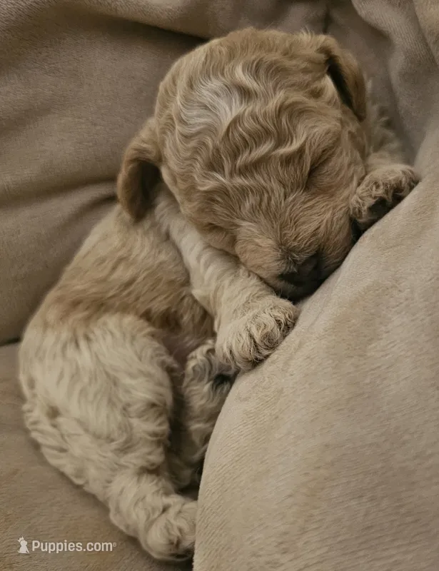 MaltipooBoy – Maltipoo puppy for sale in Greenville, SC