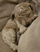 MaltipooBoy, a male Maltipoo for sale in Greenville, SC – 1 of 8