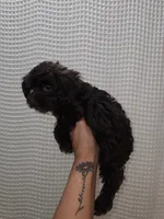 Dark Chocolate Maltipoo Boy 2, a male Maltipoo for sale in Greenville, SC – 8 of 8