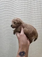 MaltipooGirl, a female Maltipoo for sale in Greenville, SC – 2 of 8