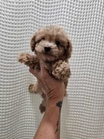MaltipooGirl, a female Maltipoo for sale in Greenville, SC – 5 of 8