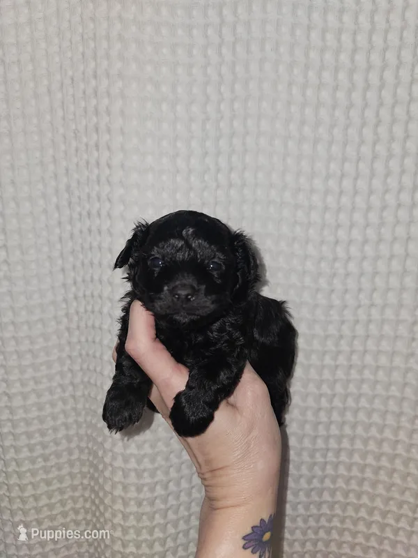 Yorkie Boy Black – Yorkshire Terrier puppy for sale in Greenville, SC