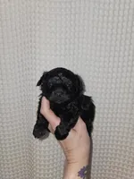 Yorkie Boy Black, a male Yorkshire Terrier for sale in Greenville, SC – Photo 1 of 9