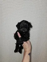 Yorkie Boy Black, a male Yorkshire Terrier for sale in Greenville, SC – Photo 5 of 7