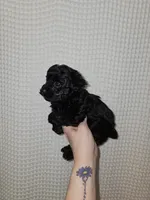 Yorkie Boy Black, a male Yorkshire Terrier for sale in Greenville, SC – Photo 3 of 7